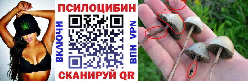 Псилоцибиновые грибы прущие грибы  купить   Суджа 